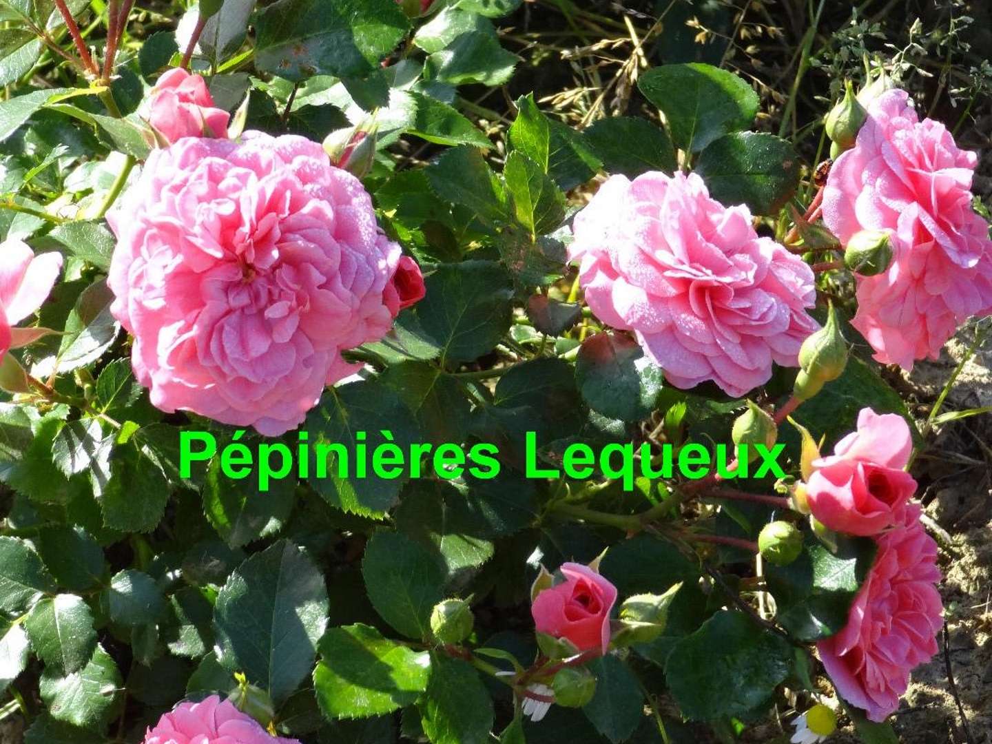 LES 4 SAISONS